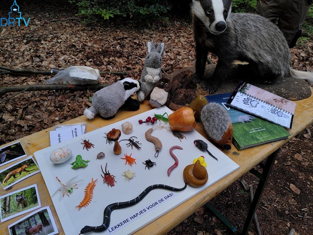 zoogdieren in het bos